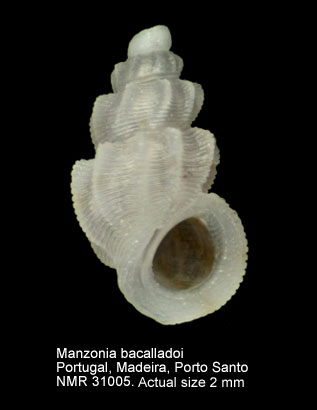 Manzonia bacalladoi (2).JPG - Manzonia bacalladoiSegers & Swinnen,2002